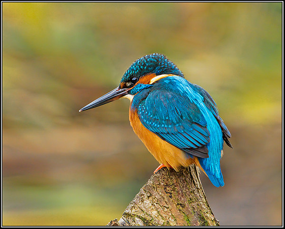 Kingfisher, Upton Warren, December 2012