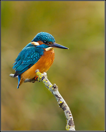 Kingfisher, Upton Warren, 22 December 2012