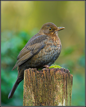 Female Blackbird (Turdus merula), Worcestershire, 30 December 2012