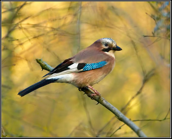 Jay (Garrulus glandarius), Worcestershire, 30 December 2012