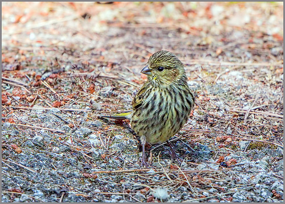 Female European Serin (Serinus serinus), Mallorca, May 2015