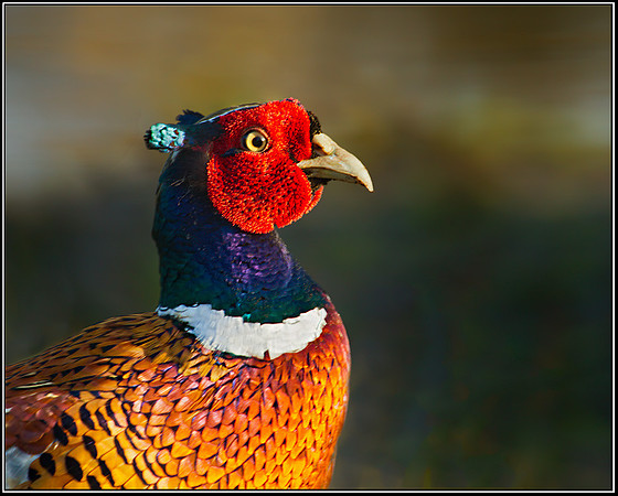 Cock pheasant (Phasianus colchicus), Upton Warren Moors, 09 January 2013
