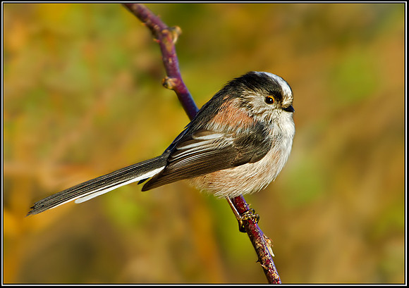 Long-tailed Tit (Aegithalos caudatus) , Upton Warren Moors, 09 January 2013