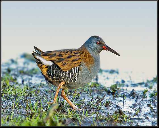 Water Rail (Rallus aquaticus), Upton Warren Moors, 09 January 2013