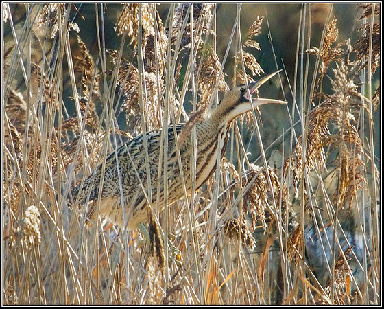 Bittern (Botaurus stellaris), Marsh Lane NR, 15 January 2013