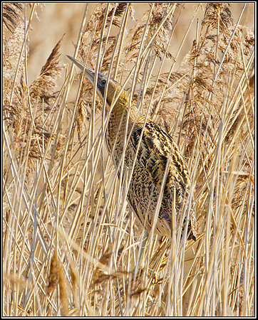 Bittern (Botaurus stellaris), Marsh Lane NR, 15 January 2013