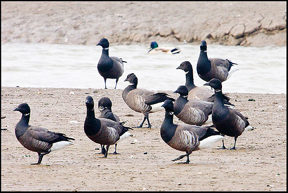 Brent Geese, Snettisham, April 2009