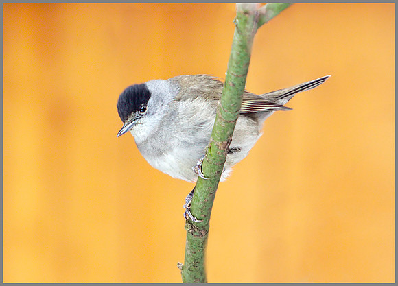 Blackcap (Sylvia atricapilla), Garden, 19 January 2013