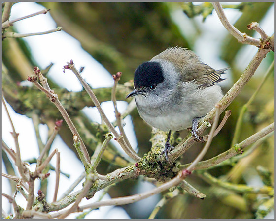 Blackcap (Sylvia atricapilla), Garden, 19 January 2013