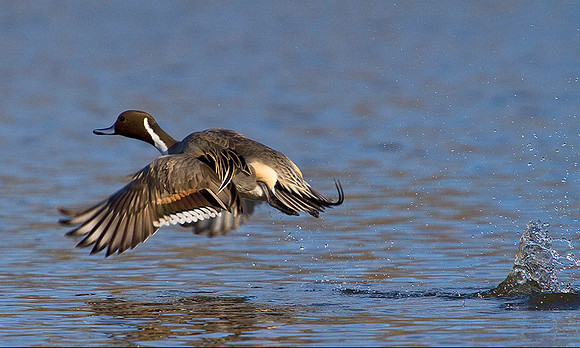 Pintail, Slimbridge WWT, 11 February 2010