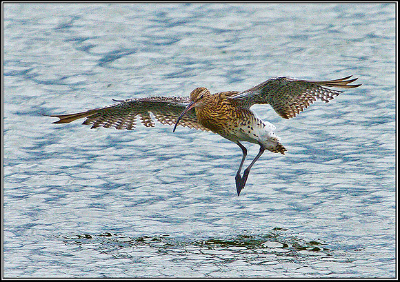 Curlew, Upton Warren Flashes, 28 August 2010