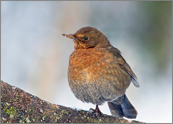 Female Blackbird (Turdus merula), Worcestershire, 22 January 2013