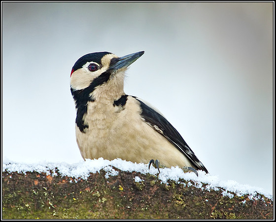Great Spotted Woodpecker (Dendrocopos major), Worcestershire, 22 January 2013