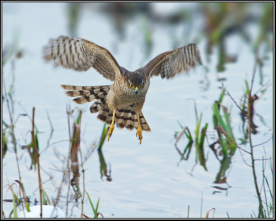 Female Sparrowhawk (Accipiter nisus), Upton Warren Moors, 24 January 2013