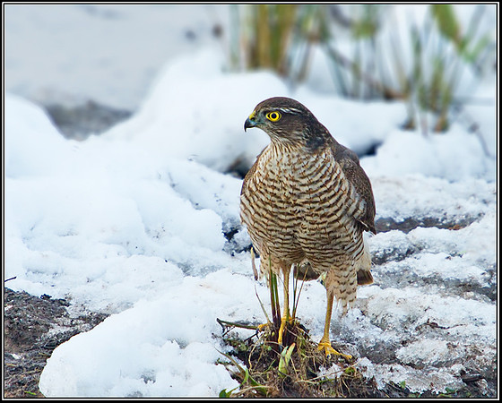 Female Sparrowhawk (Accipiter nisus), Upton Warren Moors, 24 January 2013