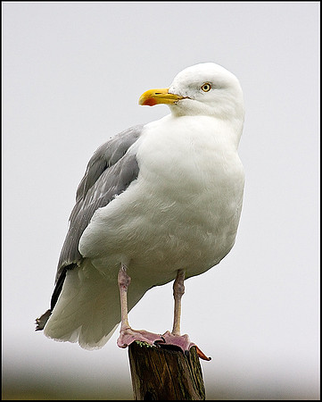 Herring Gull, Anglesey, July 2009