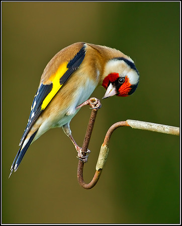 Goldfinch (Carduelis carduelis), Bromsgrove, 31 January 2013