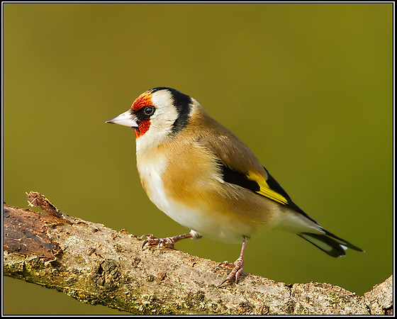Goldfinch (Carduelis carduelis), Bromsgrove, 31 January 2013