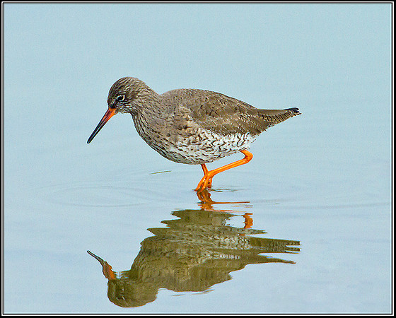 Redshank, Upton Warren Flashes, 02 March 2012