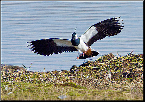 Lapwing, Upton Warren Flashes, 18 March 2012