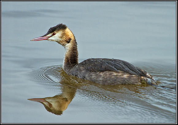 Great Crested Grebe (Podiceps cristatus), Bittell, 07 February 2013