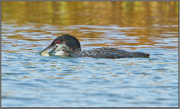 Northern Diver (Gavia immer), Gloucestershire, 08 February 2013
