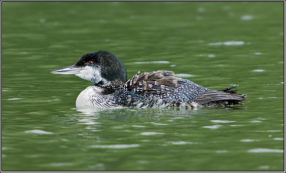 Northern Diver (Gavia immer), Gloucestershire, 08 February 2013