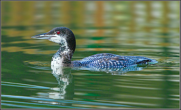 Northern Diver (Gavia immer), Gloucestershire, 08 February 2013