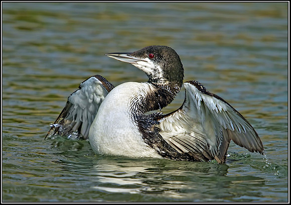 Northern Diver (Gavia immer), Gloucestershire, 08 February 2013