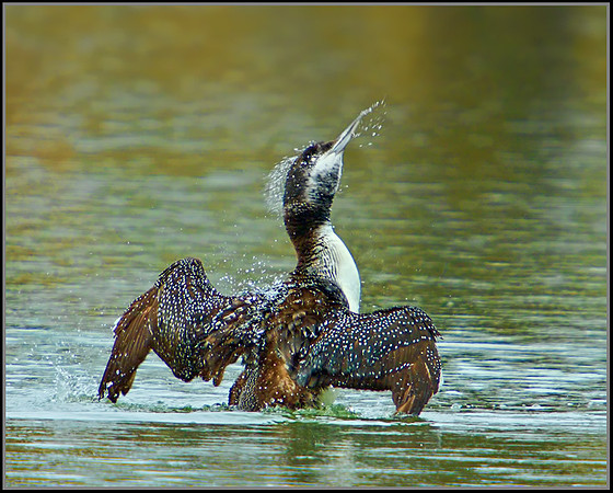 Northern Diver (Gavia immer), Gloucestershire, 08 February 2013
