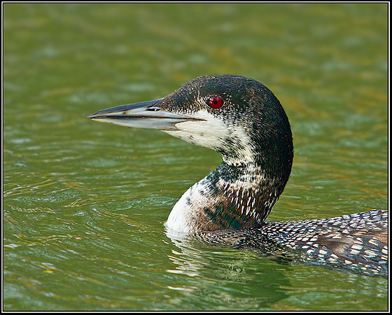 Northern Diver (Gavia immer), Gloucestershire, 08 February 2013
