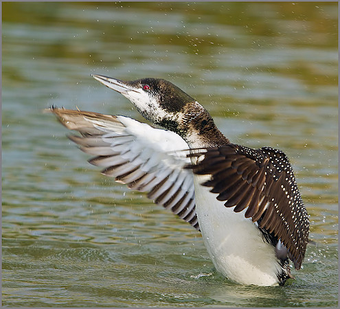 Great Northern Diver (Gavia immer), Gloucestershire, 08 February 2013