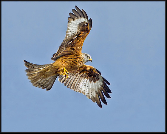Red Kite (Milvus milvus), Wales, 21 February 2013