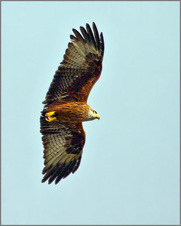 Red Kite (Milvus milvus), Wales, 21 February 2013