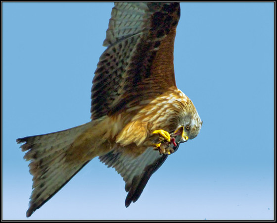 Red Kite (Milvus milvus), Wales, 21 February 2013