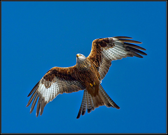 Red Kite (Milvus milvus), Wales, 21 February 2013