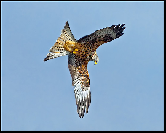 Red Kite (Milvus milvus), Wales, 21 February 2013
