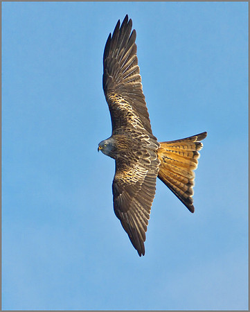 Red Kite (Milvus milvus), Wales, 21 February 2013