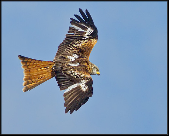Red Kite (Milvus milvus), Wales, 21 February 2013