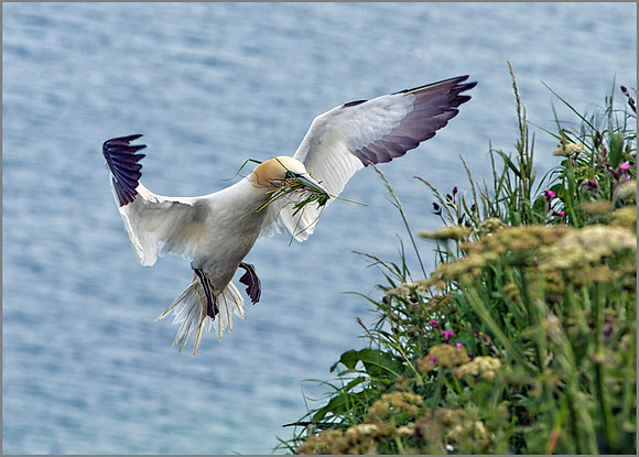 Gannet (Morus bassanus), Bempton Cliffs, June 2014
