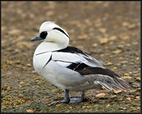 Smew (Mergellus albellus), Slimbridge WWT, 28 February 2013