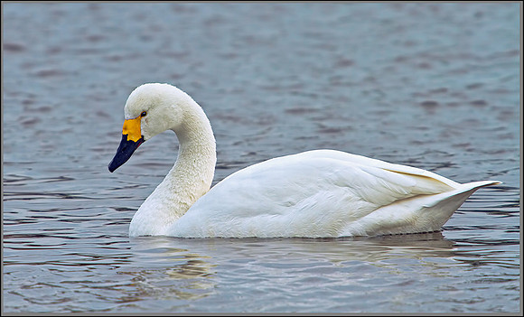 Bewick's Swan (Cygnus columbianus), Slimbridge WWT, 28 February 2013