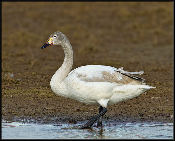 Immature Bewick's Swan (Cygnus columbianus), Slimbridge WWT, 28 February 2013