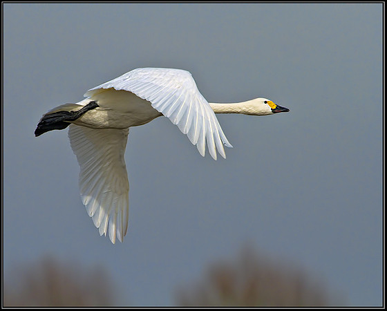 Bewick's Swan (Cygnus columbianus), Slimbridge WWT, 28 February 2013