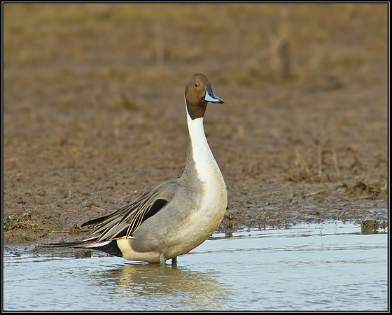 Drake Pintail (Anas acuta), Slimbridge WWT, 28 February 2013