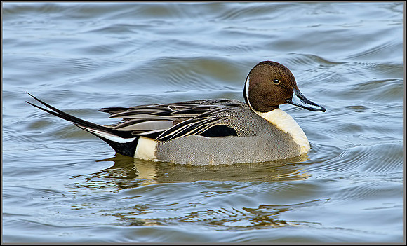 Drake Pintail (Anas acuta), Slimbridge WWT, 28 February 2013
