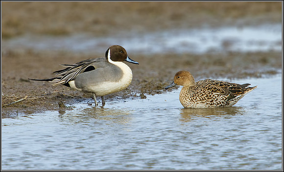 Drake and Duck Pintail (Anas acuta), Slimbridge WWT, 28 February 2013 w3