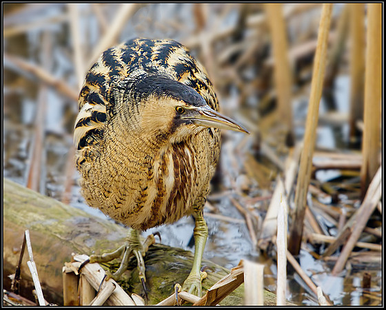 Bittern (Botaurus stellaris), Slimbridge WWT, 28 February 2013
