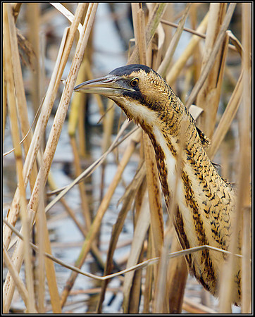 Bittern (Botaurus stellaris), Slimbridge WWT, 28 February 2013
