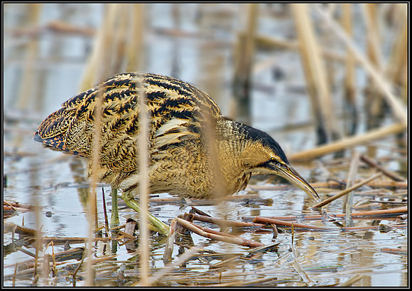 Bittern (Botaurus stellaris), Slimbridge WWT, 28 February 2013
